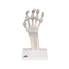 Hand Skeleton Model with Elastic Ligaments